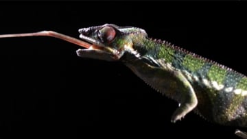 BBC Earth Unplugged, YouTube