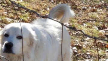 Buddy the Great Pyrenees. Photo by Wesley Coburn