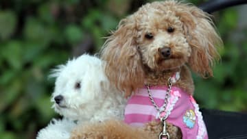 Poodle siblings (Photo by Koichi Kamoshida/Getty Images)
