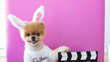 Cadbury Bunny Tryouts are back, photo provided by Cadbury