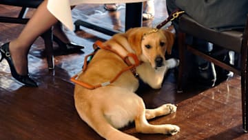 NEW YORK, NY - APRIL 11: A working Yellow Labrador Retriever with his owner during the 2011 Art Beyond Sight Fashion Show Gala at the Loeb Central Park Boathouse on April 11, 2011 in New York City. (Photo by Joe Corrigan/Getty Images)