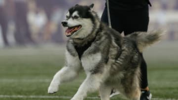 SEATTLE, WA - SEPTEMBER 16: Dubs, the mascot for the University of Washington, takes the field prior to the game between the Washington Huskies and the Fresno State Bulldogs at Husky Stadium on September 16, 2017 in Seattle, Washington. (Photo by Otto Greule Jr/Getty Images)