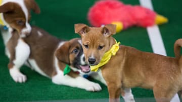 TODAY -- Pictured: Puppy Bowl on Thursday, Feb. 1, 2018 -- (Photo by: Nathan Congleton/NBC/NBCU Photo Bank via Getty Images)