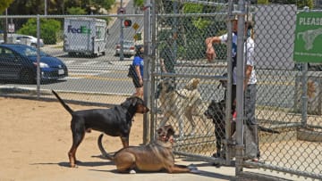 LOS ANGELES, CALIFORNIA - MAY 20: Dogs greeting another dog entering the Silver Lake Dog Park in the Silver Lake neighborhood of Los Angeles during the coronavirus pandemic on May 20, 2020 in Los Angeles, California. COVID-19 has spread to most countries around the world, claiming over 329,000 lives and infecting over 5 million people. (Photo by Michael Tullberg/Getty Images)