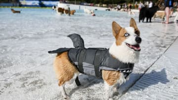 Leonardo the corgi wears a shark fin life jacket while playing in the Thunder Bay Wave Pool during the Bow Wow Beach Doggie Day at Water World on September 7, 2019 in Federal Heights, Colorado. (Photo by Michael Ciaglo/Getty Images)