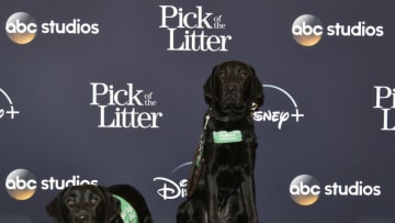 GLENDALE, CALIFORNIA - DECEMBER 17: Guide dog puppies attend the Los Angeles Special Screening of Disney+ New Series "Pick of the Litter" on December 17, 2019 in Glendale, California. (Photo by Rodin Eckenroth/Getty Images)