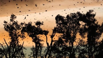 MARK CARWARDINE/NATURE PICTURE LIBRARY/CORBIS