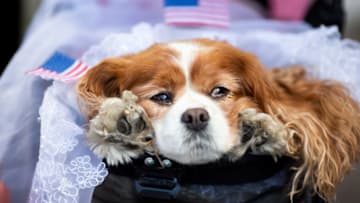 WINDSOR, ENGLAND - JULY 06: A dog, called Camilla, sleeps in a replica of the traditional royal christening gown, on the day that Archie Harrison Mountbatten-Windsor, son of The Duke & Duchess of Sussex, was christened on July 06, 2019 in Windsor, England. (Photo by Luke Dray/Getty Images)