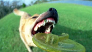 Layla, A Six-Year-Old Australian Cattle Dog Lunges For Her Frisbee As She Plays In A Park In Daytona Beach, Florida July 29, 1999. (Photo By Brian Cleary/Getty Images)