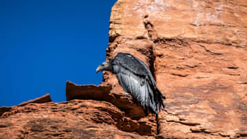 ZION NATIONAL PARK, UT - NOVEMBER 4: A "baby" condor, the first condor born in the wild within the park in over 100 years, is seen preening and stretching its wings as it learns to fly on November 4, 2019 in Zion National Park, Utah. Zion National Park, located 3 hours north of Las Vegas near the town of Springdale, features spectacular geologic formations including mountains, canyons, buttes, mesas, monoliths, rivers, slot canyons, and natural arches. (Photo by George Rose/Getty Images)
