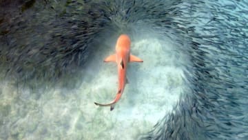 "Going with the flow: schooling to avoid a predator," Claudia Pogoreutz, Germany. Category winner: Behaviour. // Royal Society Publishing