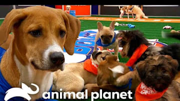 BEST Puppy Pile-up Moments! | Puppy Bowl | Animal Planet