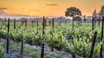 Oak Farms Wine vineyards, photo provided by Oak Farm Wines