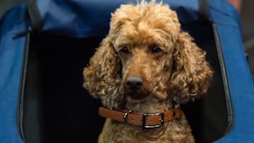 LEIPZIG, GERMANY - AUGUST 26: A dog of the breed 'small poodle' before a competition at the 2018 Dog and Cat (Hund und Katze) pets trade fair at Leipziger Messe trade fair halls on August 26, 2018 in Leipzig, Germany. The weekend fair brings together dog and cat lovers from across the country for beauty and skills competitions as well as exhibitors showcasing the latest in pet food, toys and accessories. (Photo by Jens Schlueter/Getty Images)