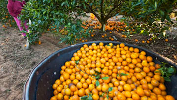 WINTER GARDEN, FL - JANUARY 11: A worker picks oranges on a tree in a commercial grove January 11, 2010 near Winter Garden, Florida. Sub-freezing temperatures were present in the region throughout the weekend, endangering the citrus crop. (Photo by Matt Stroshane/Getty Images)