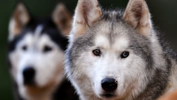 AVIEMORE, SCOTLAND - JANUARY 21: Siberian Huskys seen at Feshiebridge ahead of the Siberian Husky Club of Great Britain 37th Aviemore Sled Dog Rally on January 21, 2020 in Aviemore, Scotland. Since1984, mushers from across the UK have gathered in the forests around Aviemore for the biggest event in the British sled dog racing calendar, The Siberian Husky Club of Great Britain Aviemore Sled Dog Rally. (Photo by Jeff J Mitchell/Getty Images)