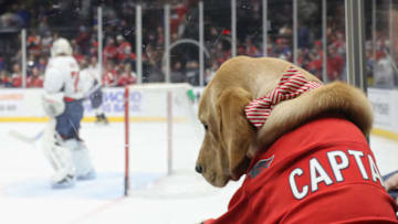 Captain, Washington Capitals (Photo by Bruce Bennett/Getty Images)