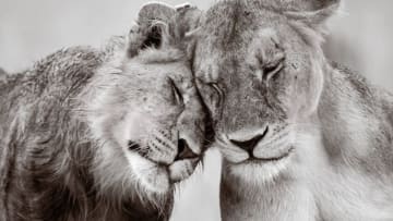 The Perfect Moment runner up (adult) - THE STRONGEST BOND, Tom Way // ZSL London Zoo