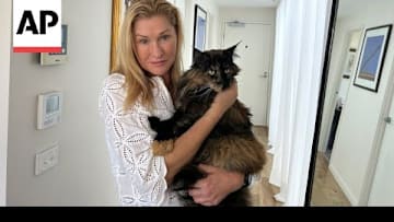 Cat was mistakenly left on a plane and made three trips