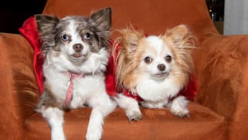 LOS ANGELES, CALIFORNIA - DECEMBER 14: Dogs are seen at 'Happy Pawlidays' at the Sofitel Los Angeles At Beverly Hills on December 14, 2019 in Los Angeles, California. (Photo by Emma McIntyre/Getty Images)
