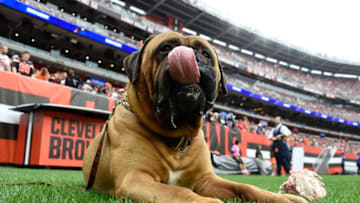 CLEVELAND, OH - OCTOBER 07: Cleveland Browns mascot Swagger in the third quarter against the Baltimore Ravens at FirstEnergy Stadium on October 7, 2018 in Cleveland, Ohio. (Photo by Jason Miller/Getty Images)