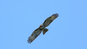 ATLANTA, GEORGIA - SEPTEMBER 03: A red-tailed hawk is seen during a practice round prior to the TOUR Championship at East Lake Golf Club on September 03, 2020 in Atlanta, Georgia. (Photo by Sam Greenwood/Getty Images)