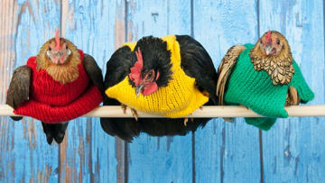 iStock