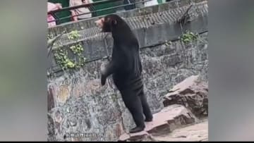 Chinese zoo denies their bear is a guy in a bear suit