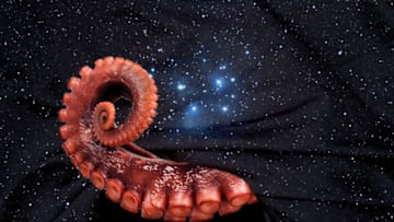 iStock/Erin McCarthy