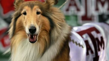ARLINGTON, TX - OCTOBER 01: Reveille VIII, the mascot of the Texas A&M Aggies during a game against the Arkansas Razorbacks at Cowboys Stadium on October 1, 2011 in Arlington, Texas. (Photo by Ronald Martinez/Getty Images)