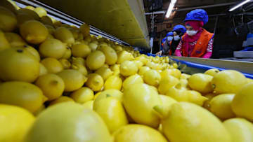 IZMIR, TURKEY - OCTOBER 11: A view of lemon processing-packaging line at a facility in Seferihisar district of Izmir, Turkey on October 11, 2021. Export of lemon from Turkey, which reached 184 million dollars with an increase of 48 percent in the 9-month period of the year compared to the same period of the previous year, are expected to reach 300 million dollars at the end of the year. (Photo by Mehmet Emin Menguarslan/Anadolu Agency via Getty Images)