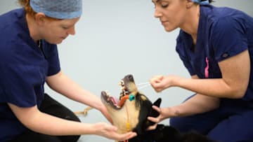 LONDON, ENGLAND - OCTOBER 07: Veterinary staff fit a breathing tube to an Akita dog, ahead of surgery in Battersea Dogs & Cats Home's new Veterinary Hospital and Centre of Excellence on October 7, 2016 in London, England. The new Veterinary Hospital has three operating theatres, enabling staff to perform over 100 operations per week. There is also a new dedicated dental suite to care for the 80 per cent of animals who arrive at the home with problem teeth. Brand new intensive care areas and sound-proofed recovery wards with separate space for dogs and cats will allow for a peaceful and calm recovery. (Photo by Leon Neal/Getty Images)