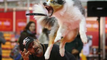 BERLIN, GERMANY - NOVEMBER 02: Summit, an Australian shepherd, makes a leaping catch of a frisbee thrown by dog trainer Juergen Bartz at the pet trade fair (Heimtiermesse) at Velodrom on November 2, 2012 in Berlin, Germany. Exhibitors are showing the latest trends in collars, snacks and other accessories for cats, dogs and other household pets. (Photo by Sean Gallup/Getty Images)
