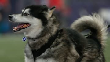 SEATTLE, WA - SEPTEMBER 16: Dubs, the mascot for the University of Washington, takes the field prior to the game between the Washington Huskies and the Fresno State Bulldogs at Husky Stadium on September 16, 2017 in Seattle, Washington. (Photo by Otto Greule Jr/Getty Images)