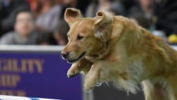 AKC Family Dog (Photo by Sarah Stier/Getty Images)