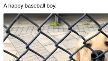 New York Yankee slugger Mike Ford's dog stole our hearts at Spring Training