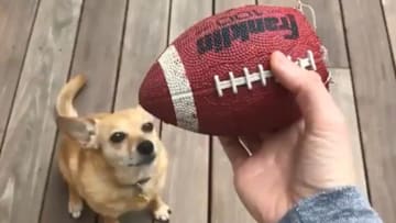 Mina Kimes' dog Lenny has officially been renamed Scraps by Joe Buck