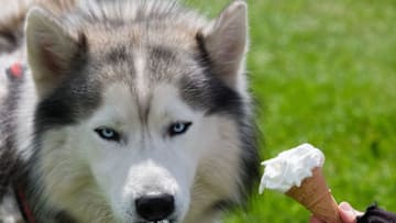 A dog enjoys an ice cream with his owner as they take part in the Great North Dog Walk on June 4, 2017 in South Shields, England. Founded in 1990 by former teacher and two times UK Fundraiser of the Year Tony Carlisle the event helps raise thousands of pounds for charity. The event is internationally recognised and currently holds the world record as the largest dog walk ever held. This year there were reported to be over 28,000 dogs represented by 128 breeds. (Photo by Ian Forsyth/Getty Images)