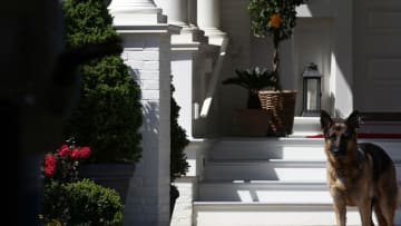 President Joe Biden's dog, Champ (Photo by Win McNamee/Getty Images)