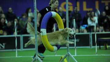 NEW YORK, NY - FEBRUARY 13: A labrador retriever competes at the7th Annual AKC Meet The Breeds at Pier 92 on February 13, 2016 in New York City. (Photo by Brad Barket/Getty Images)