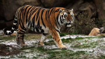 LSU, Mike The Tiger (Photo by Stacy Revere/Getty Images)