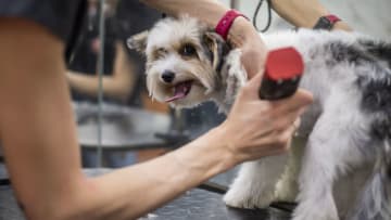 A dog gets a grooming done (Photo by Gabriel Kuchta/Getty Images)