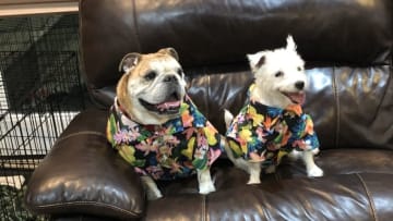 Photo: Ovie the Bulldog and Bark-Andre Furry.. Image Courtesy Rick Williams
