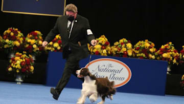 Photo: National Dog Show/Steve Surfman