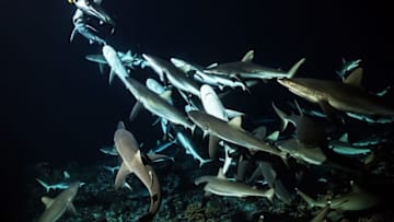 SharkFest - 700 Sharks - Photo Credit: Laurent Ballesta