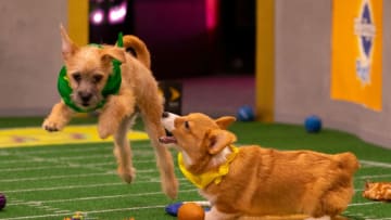 Client: Animal PlanetAgency: Getty Images10_16_2018New York, NY