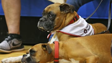 TORONTO, 0N - SEPTEMBER 27: Relaxing service dogs enjoying wheelchair rugby action on Day Five at Wheelchair Rugby during the 2017 Invictus Games at Ryerson's Mattamy Athletic Centre on September 27, 2017 in Toronto, Ontario. (Photo by Claus Andersen/Getty Images for the Invictus Games Foundation)