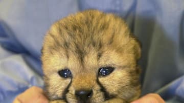 385936 02: A caretaker nurses Jamoke, a South African cheetah cub, February 22, 2001 in San Diego, CA. Jamoke, Swahili for "everyone love the child," is the newest attraction at the World-Famous San Diego Zoo. He was born at San Diego Wild Animal Park. The female cub was taken to the nursery at the Children's Zoo after keepers observed a lack of care by her mother, Bandira. For the next several weeks zoo visitors may observe bottle feeding at the nursery. Jamoke, who weighs about two pounds (one kilo) is fed eight times a day and will weigh as much as 140 lbs. (64 kilos) when fully grown. (Photo courtesy of San Diego Zoo/Newsmakers)