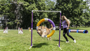 TARRYTOWN, NEW YORK, UNITED STATES - 2021/06/08: Berger Picard named Chester runs through the agility course during demonstration at 145th Annual Westminster Kennel Club Dog Show Press Preview at Lyndhurst Estate in Tarrytown. Annual Westminster Kennel Club Dog Show was canceled in 2020 because of COVID-19 pandemic and moved this year to open space at Lyndhurst Estate outside of New York City. During press preview 4 new breeds were introduced as well as demonstration on agility and obedience. (Photo by Lev Radin/Pacific Press/LightRocket via Getty Images)