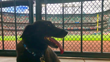 Holland the Pup enjoying her baseball fandom. Photos by Adam Vosding